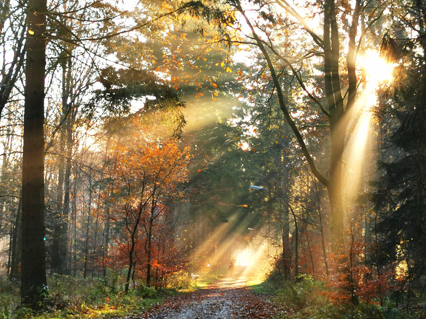 Autumn forest