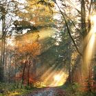 Autumn forest