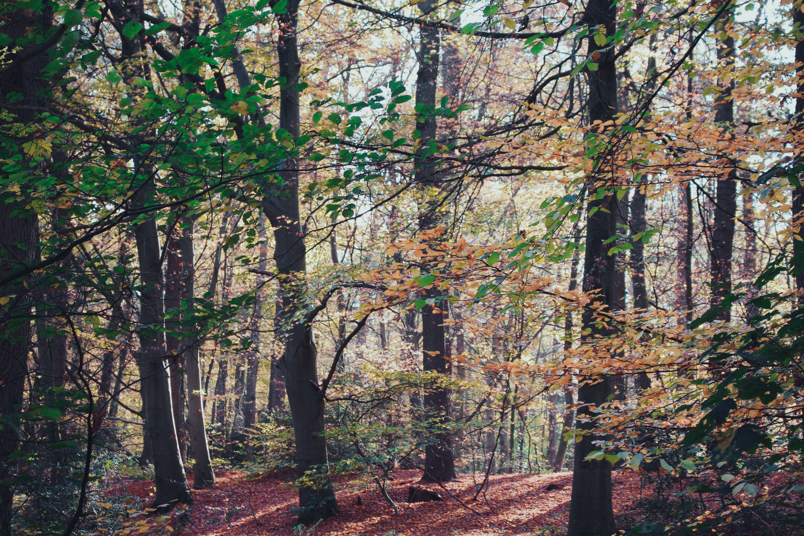 Autumn Forest II