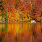 Autumn forest reflected in the Alpsee lake