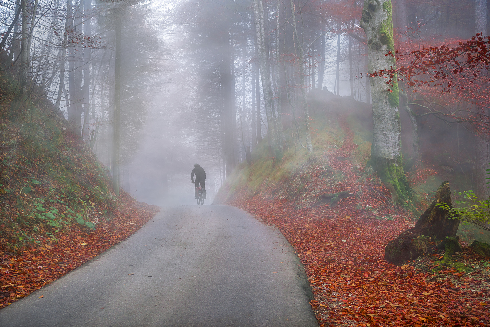 Autumn forest shrouded by cold fog