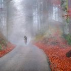 Autumn forest shrouded by cold fog