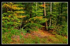 autumn forest tales (1)