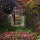 autumn forest tales (12)