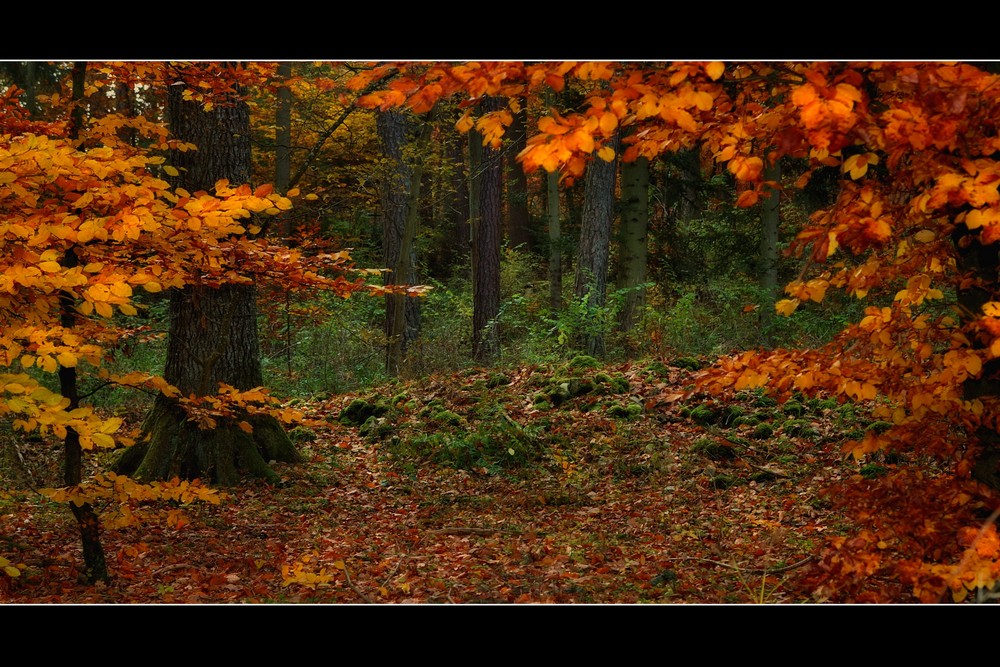 autumn forest tales (3)