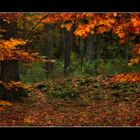 autumn forest tales (3)