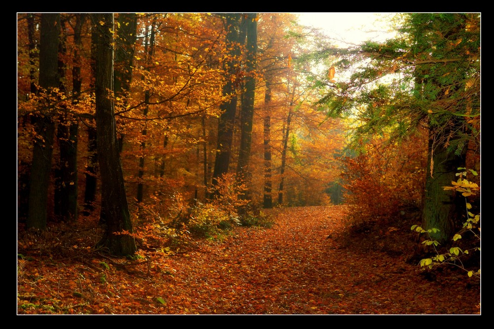 autumn forest tales (4)