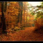 autumn forest tales (4)