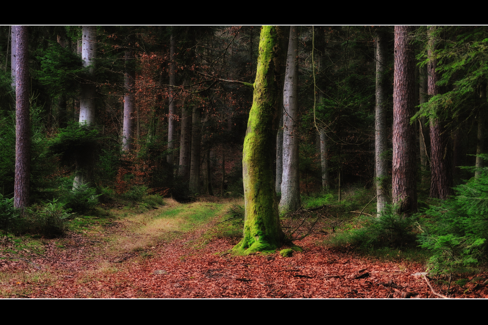 autumn forest tales (5)