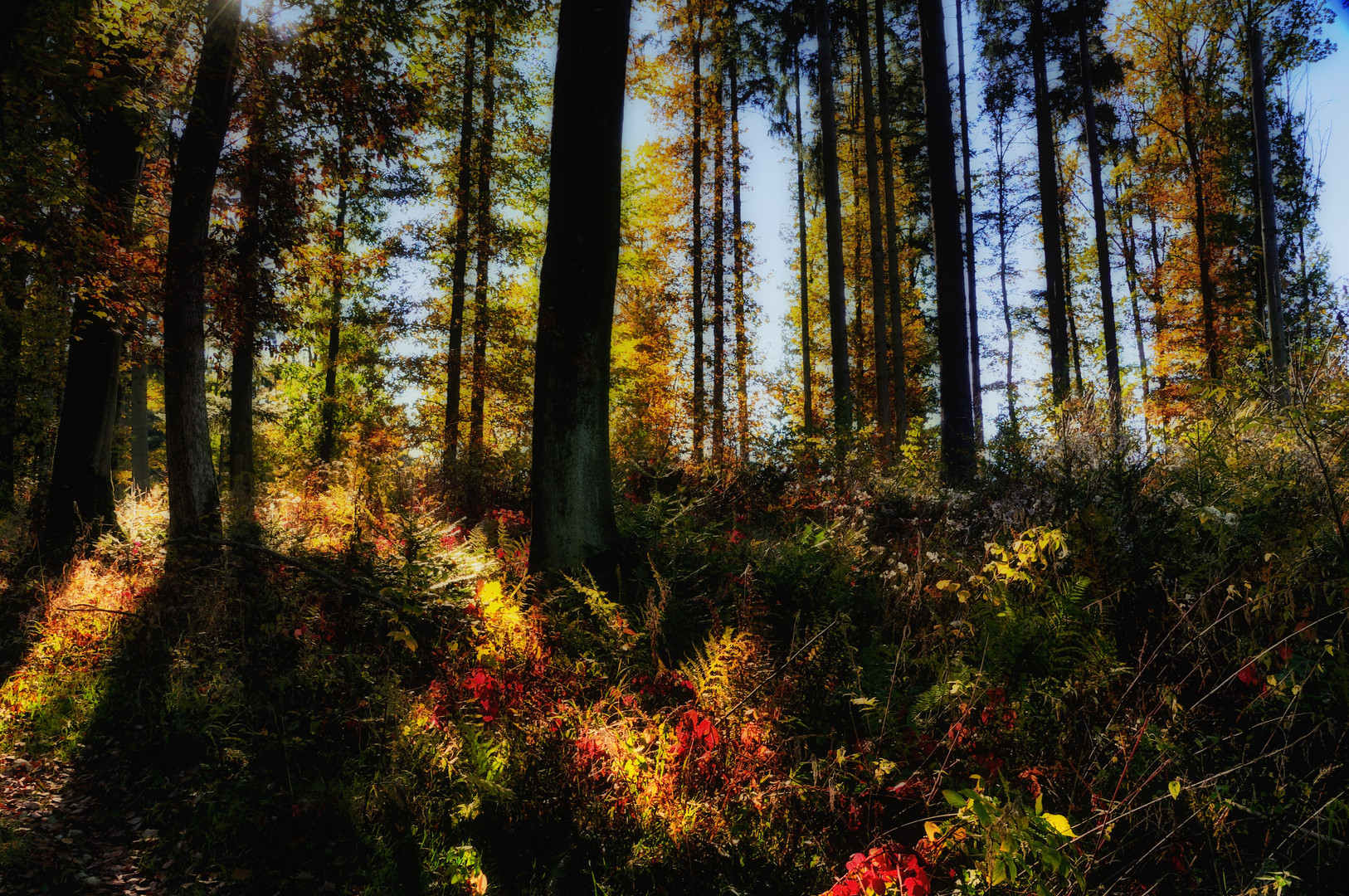 autumn forest tales (7)