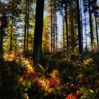 autumn forest tales (7)