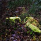 autumn forest tales (9)