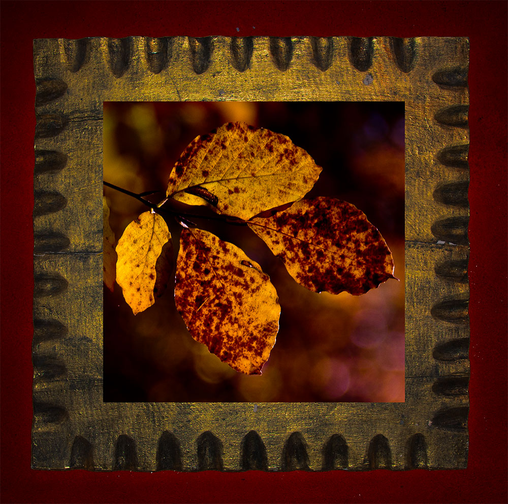 AUTUMN FRAME WITH FOUR SLOWLY DECAYING LEAVES IN FOREST NEAR WILLIAM'S VILLAGE