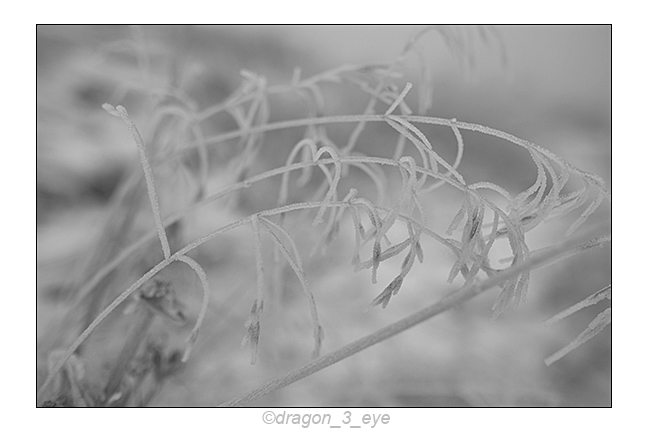 Autumn Frost One 