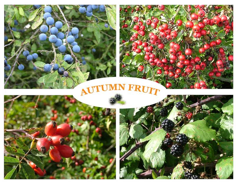 Autumn fruit