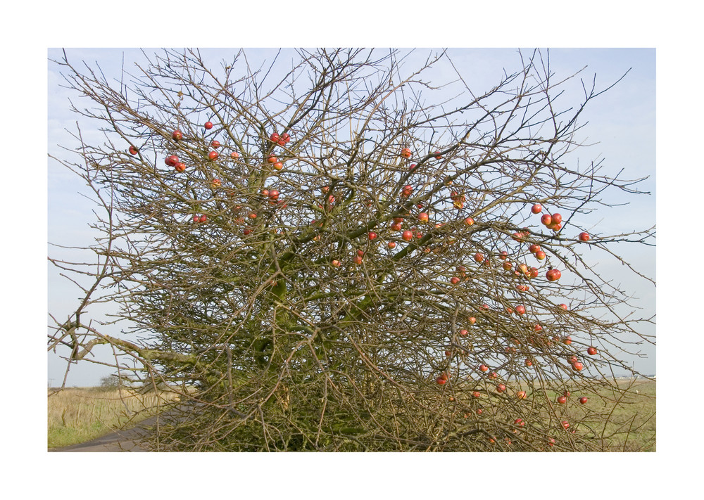 Autumn Fruit