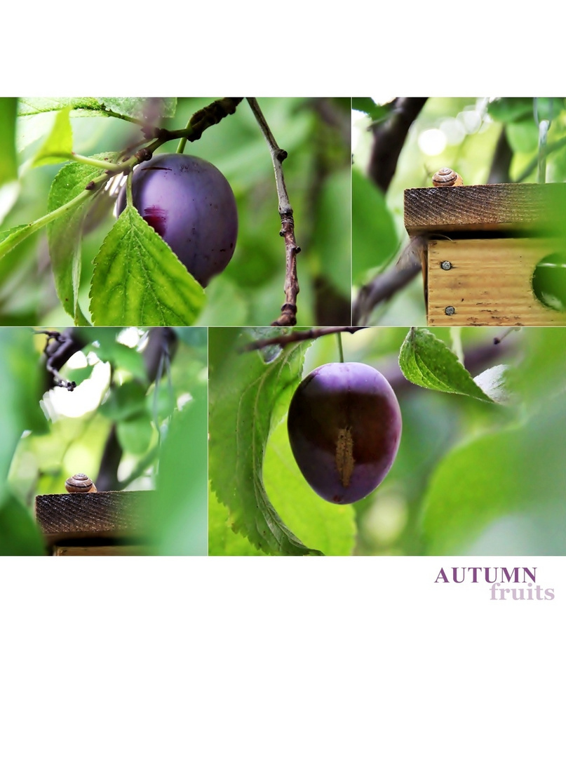 AUTUMN fruits