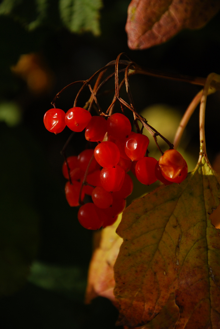 Autumn Fruits