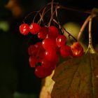 Autumn Fruits