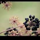 autumn fruits I