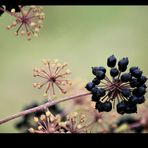 autumn fruits I