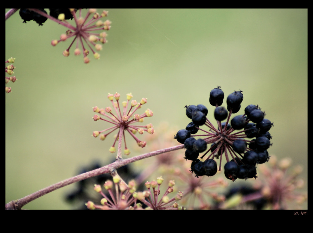 autumn fruits I