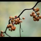 autumn fruits II