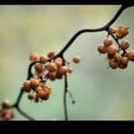 autumn fruits II