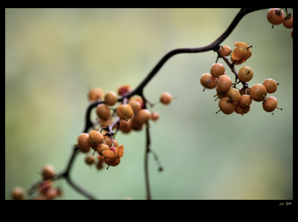 autumn fruits II