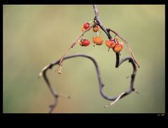 autumn fruits IV