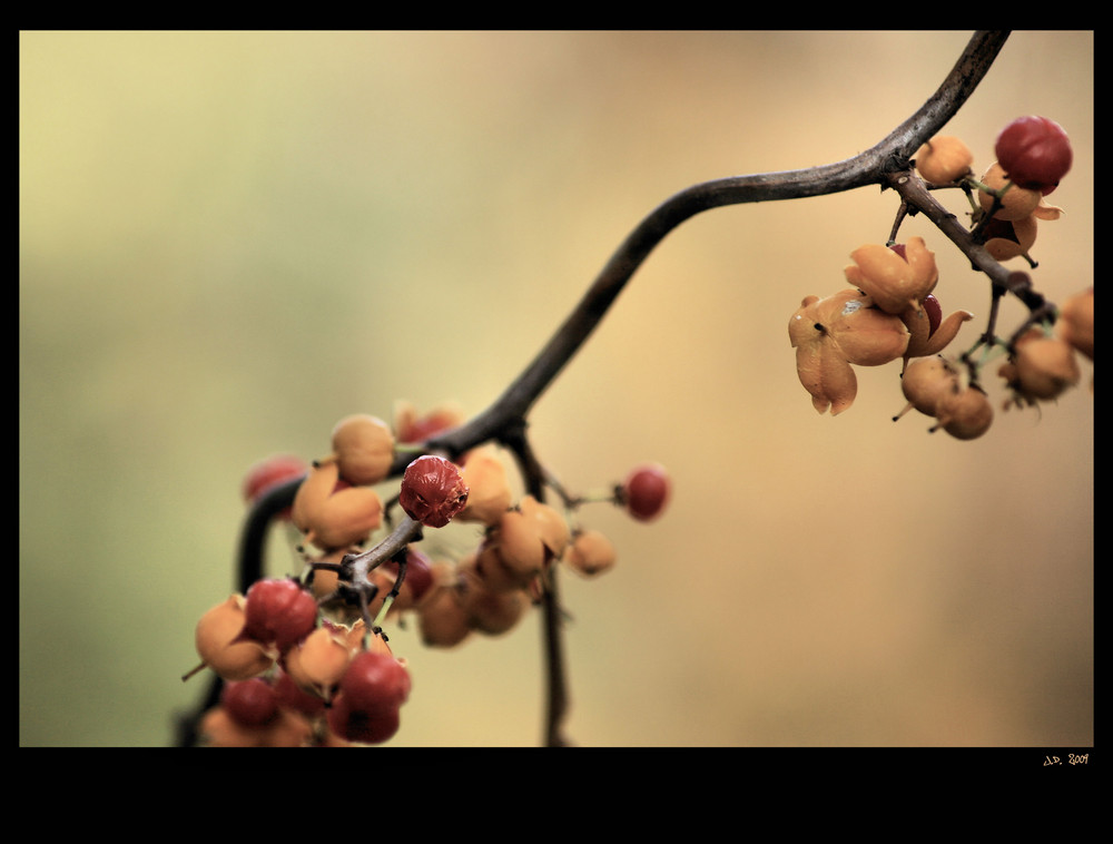 autumn fruits VI