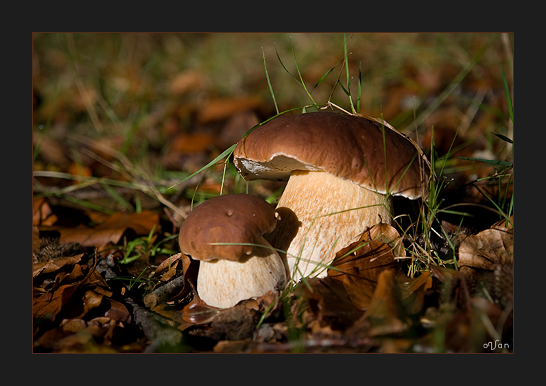 Autumn Fungi #1