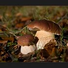 Autumn Fungi #1