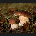 Autumn Fungi #1