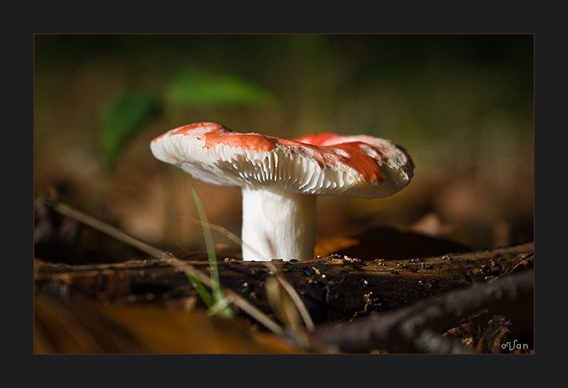 Autumn Fungi #2