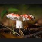 Autumn Fungi #2