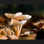 Autumn Fungi #3