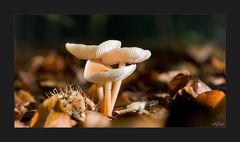 Autumn Fungi #3