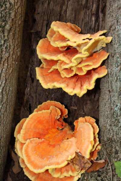 Autumn Fungus