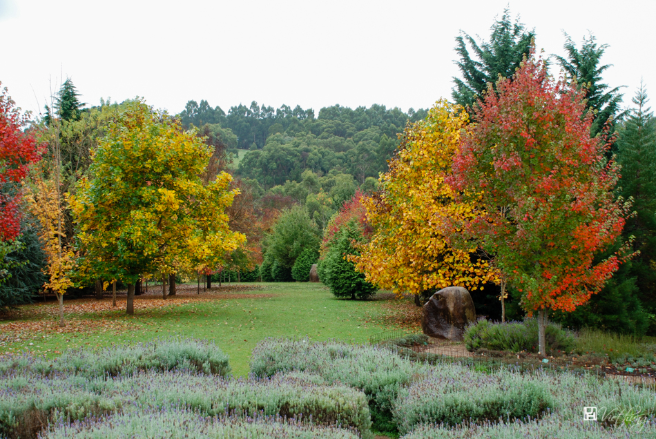 Autumn garden #3