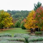 Autumn garden #3