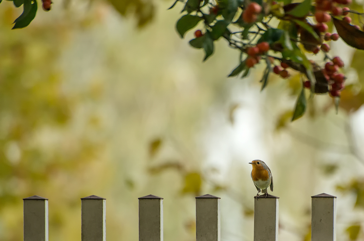 autumn garden