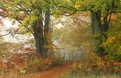 Autumn Gate