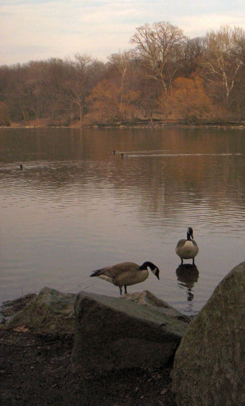 Autumn Geese