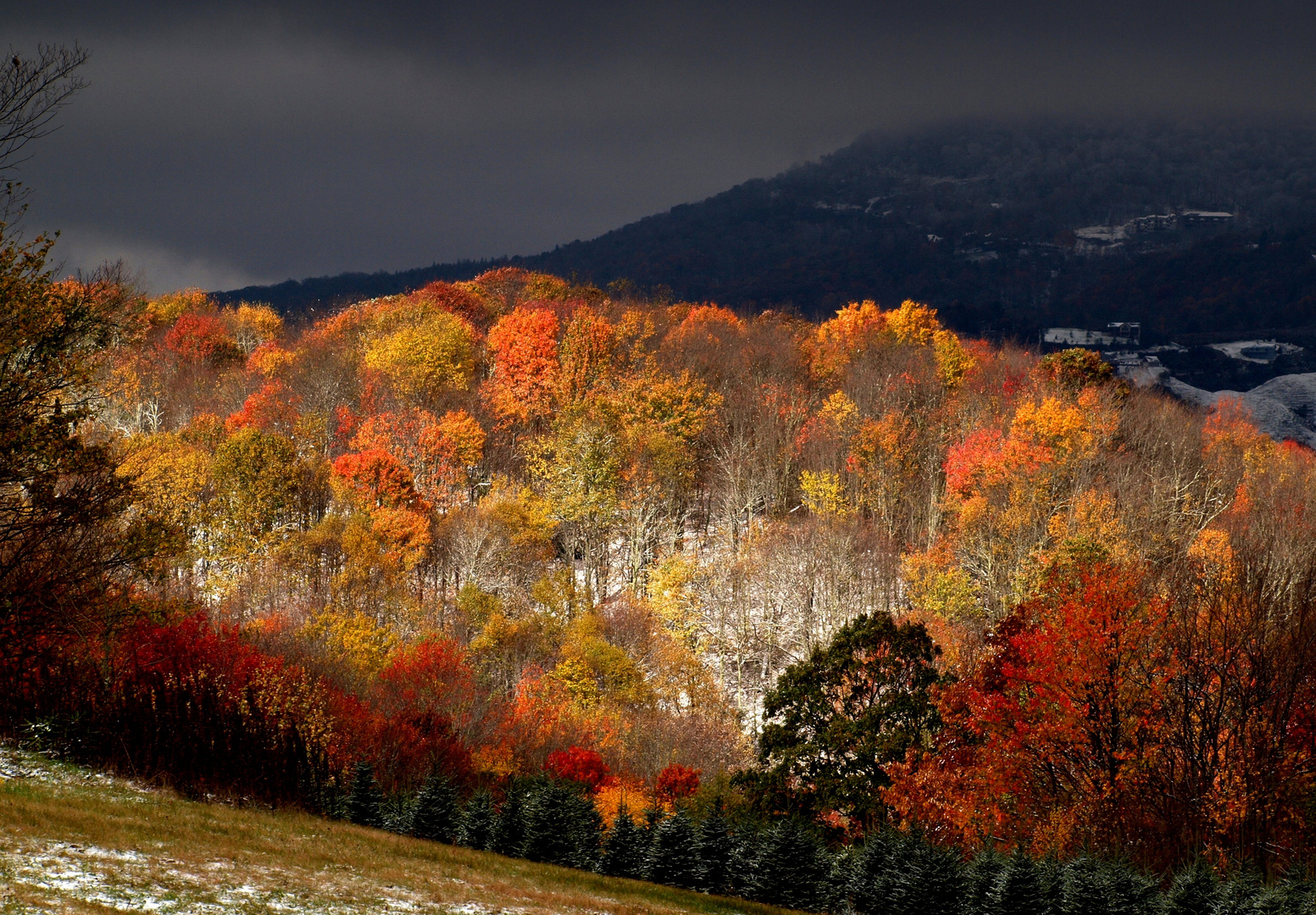 Autumn Gold with snow