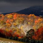 Autumn Gold with snow