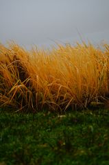 autumn grass