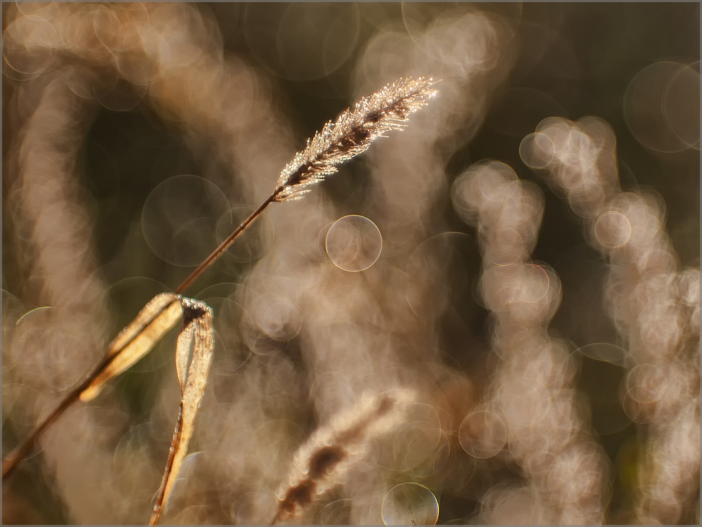 Autumn grass