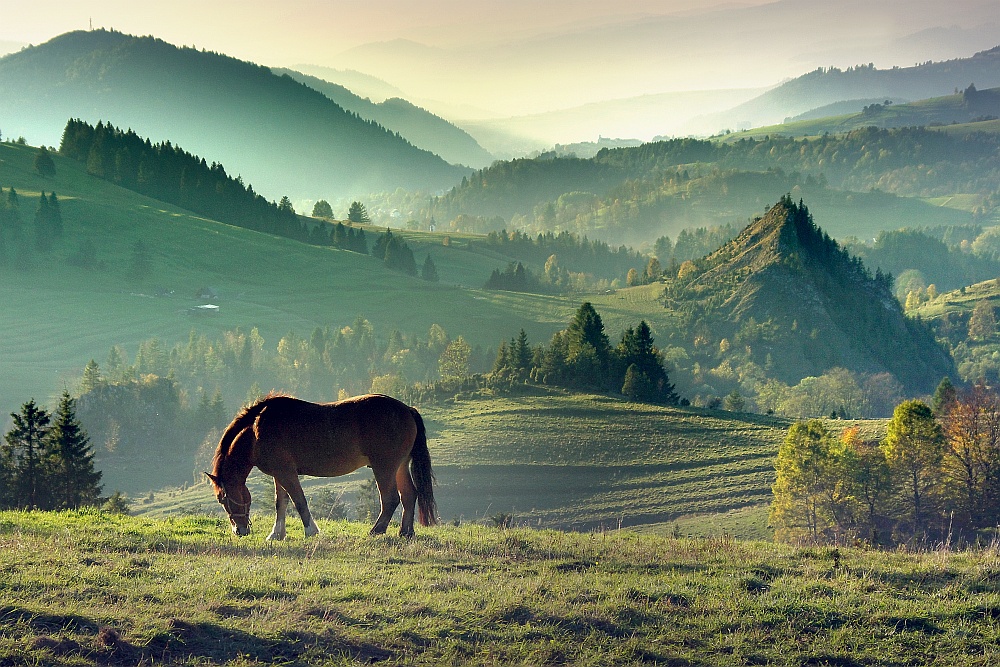 Autumn grazing