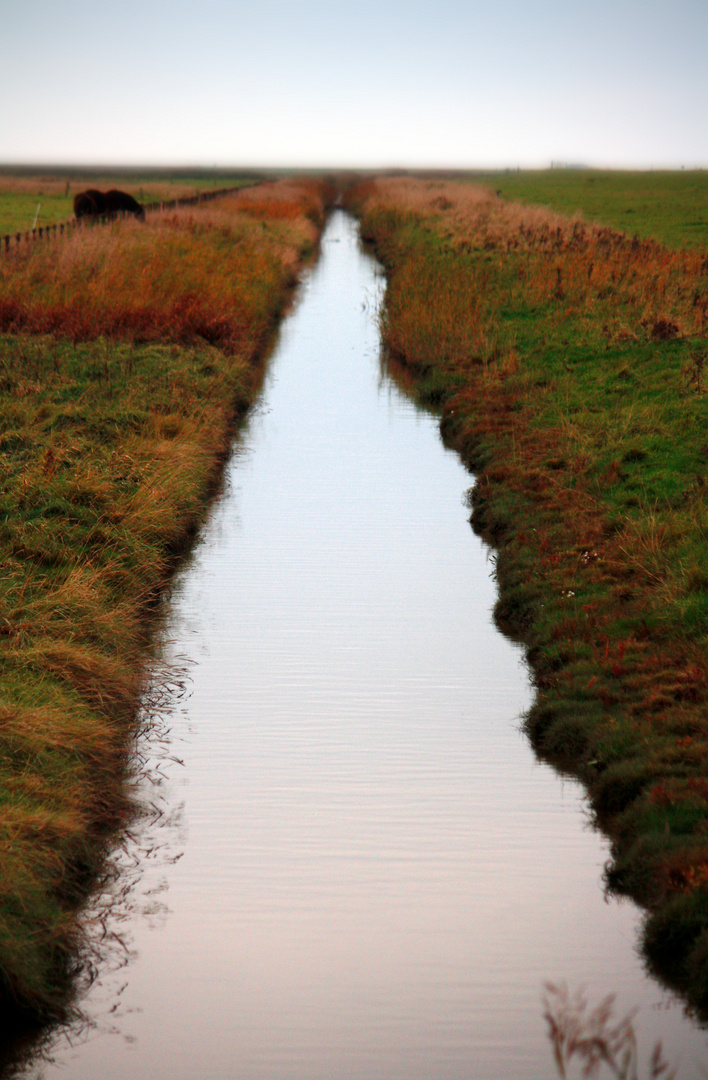 Autumn grazing on the North Sea